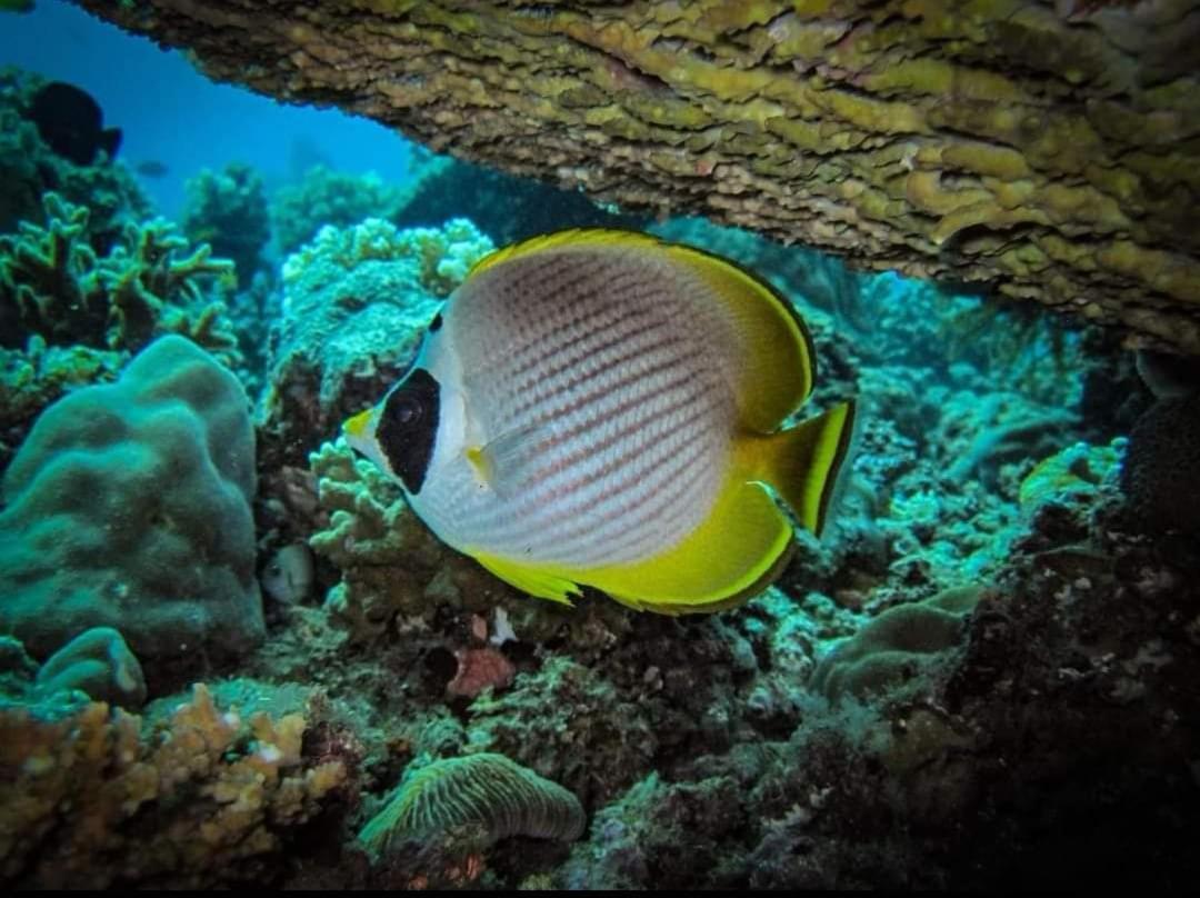 Glamping Dome Dauin Beach + Dive Resort Exterior foto